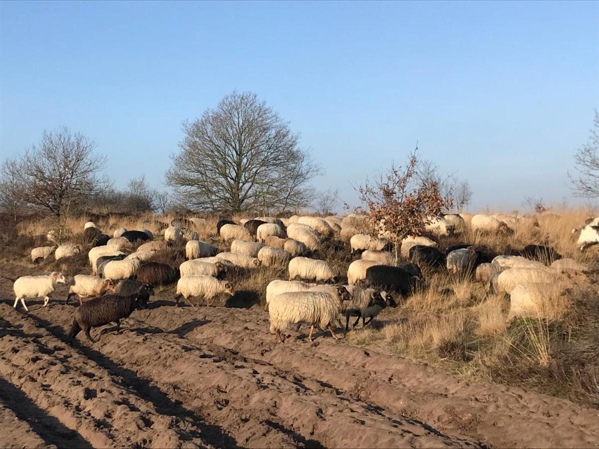 Het Grote Paard Lejlighed Havelte Eksteriør billede