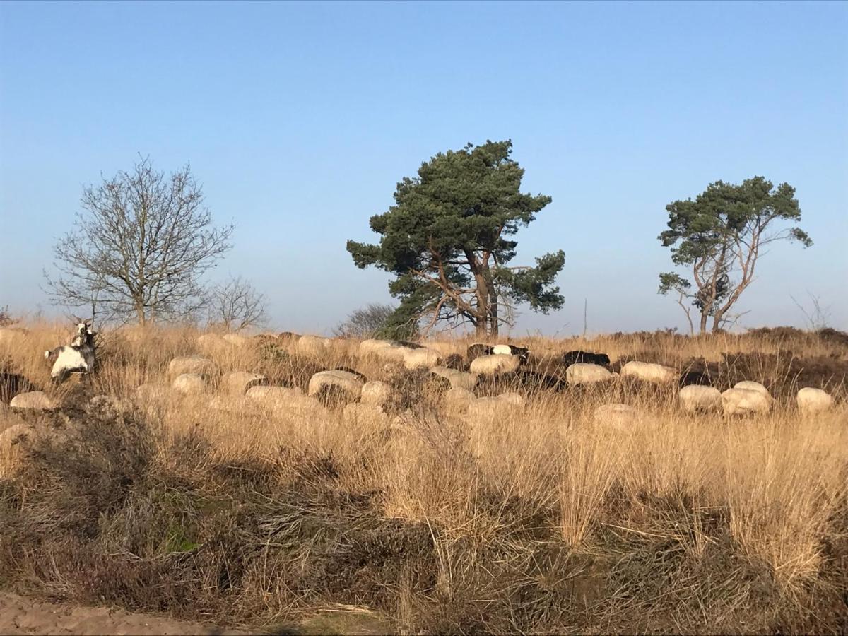 Het Grote Paard Lejlighed Havelte Eksteriør billede