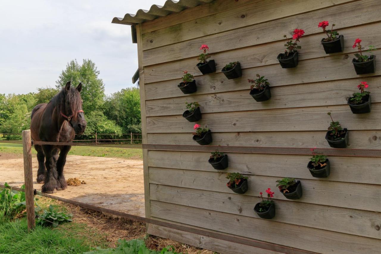 Het Grote Paard Lejlighed Havelte Eksteriør billede